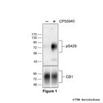 Phospho-Cannabinoid Receptor 1 (Ser429) Polyclonal Antibody
