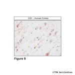 CB1, Cannabinoid Receptor 1 Antibody in Immunohistochemistry (Paraffin) (IHC (P))