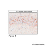 CB1, Cannabinoid Receptor 1 Antibody in Immunohistochemistry (Paraffin) (IHC (P))