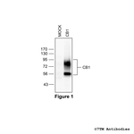 CB1, Cannabinoid Receptor 1 Polyclonal Antibody