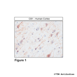 CB1, Cannabinoid Receptor 1 Antibody in Immunohistochemistry (Paraffin) (IHC (P))