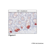 CB1, Cannabinoid Receptor 1 Antibody in Immunohistochemistry (Paraffin) (IHC (P))