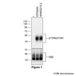 Phospho-Cannabinoid Receptor 2 (Thr338, Thr340) Polyclonal Antibody