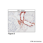 CB2, Cannabinoid Receptor 2 Polyclonal Antibody