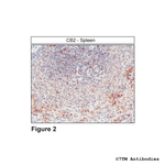 CB2, Cannabinoid Receptor 2 Antibody in Immunohistochemistry (Paraffin) (IHC (P))