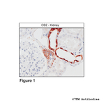 CB2 Cannabinoid Receptor 2 Polyclonal Antibody