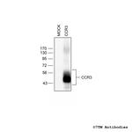 CCR3, CCR3 Chemokine Receptor Polyclonal Antibody