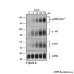 Phospho-Chemokine Receptor 5 (Thr340) Antibody in Western Blot (WB)