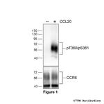 Phospho-Chemokine Receptor 6 (Thr360, Ser361) Polyclonal Antibody