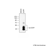 CCR7, CC Chemokine Receptor 7 Antibody in Western Blot (WB)