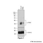 Phospho-Chemokine Receptor 10 (Thr353) Polyclonal Antibody