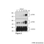 Phospho-Chemokine Receptor 10 (Thr353) Antibody in Western Blot (WB)