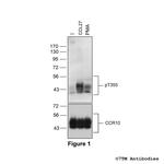Phospho-Chemokine Receptor 10 (Thr355) Polyclonal Antibody