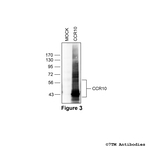 CCR10 Chemokine Receptor 10 Antibody in Western Blot (WB)