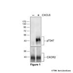 Phospho-CXC Chemokine Receptor 2 (Thr347) Polyclonal Antibody