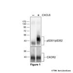 Phospho-CXC Chemokine Receptor 2 (Ser351, Ser352) Antibody in Western Blot (WB)