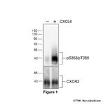 Phospho-CXC Chemokine Receptor 2 (Ser353, Thr356) Antibody in Western Blot (WB)