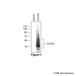 CXCR2, CXCR2 Chemokine Receptor Polyclonal Antibody