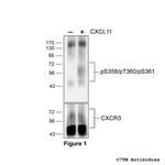 Phospho-CXC Chemokine Receptor 3 (Ser358, Thr360, Ser361) Polyclonal Antibody