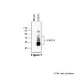CXCR3, CXCR3 Chemokine Receptor Antibody in Western Blot (WB)