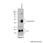 Phospho-CXC Chemokine Receptor 4 (Ser324, Ser325) Polyclonal Antibody