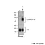 Phospho-CXC Chemokine Receptor 4 (Ser346, Ser347) Polyclonal Antibody
