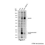 Phospho-CXC Chemokine Receptor 4 (Ser330) Antibody in Western Blot (WB)