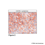 CXCR4, CXC Chemokine Receptor 4 Polyclonal Antibody