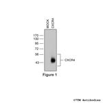 CXCR4, CXC Chemokine Receptor 4 Polyclonal Antibody