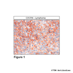 CXCR4, CXC Chemokine Receptor 4 Polyclonal Antibody