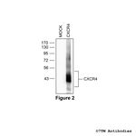 CXCR4, CXC Chemokine Receptor 4 Antibody in Western Blot (WB)