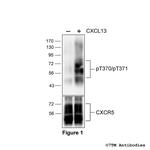 Phospho-CXC Chemokine Receptor 5 (Thr370, Thr371) Antibody in Western Blot (WB)
