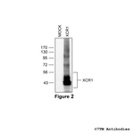 XCR1, XCR Chemokine Receptor 1 Antibody in Western Blot (WB)