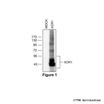 XCR1, XCR Chemokine Receptor 1 Antibody in Western Blot (WB)