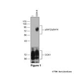Phospho-Cholecystokinin Receptor 1 (Ser412, Ser414) Polyclonal Antibody