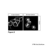 CCK1, Cholecystokinin Receptor 1 Antibody in Immunocytochemistry (ICC/IF)