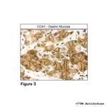 CCK1, Cholecystokinin Receptor 1 Antibody in Immunohistochemistry (Paraffin) (IHC (P))