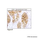CCK1, Cholecystokinin Receptor 1 Antibody in Immunohistochemistry (Paraffin) (IHC (P))