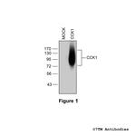 CCK1, Cholecystokinin Receptor 1 Polyclonal Antibody