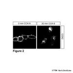 CCK2, Cholecystokinin Receptor 2 Antibody in Immunocytochemistry (ICC/IF)