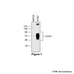 CCK2, Cholecystokinin Receptor 2 Polyclonal Antibody