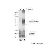 Phospho-Chemerin Receptor 1 (Ser345, Ser346) Polyclonal Antibody