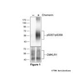 Phospho-Chemerin Receptor 1 (Ser357, Ser358) Polyclonal Antibody