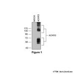 ACKR3, Atypical Chemokine Receptor 3 Polyclonal Antibody