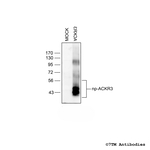 ACKR3, Atypical Chemokine Receptor 3 Antibody in Western Blot (WB)