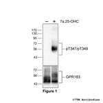 Phospho-GPR183 (Thr347, Thr349) Polyclonal Antibody