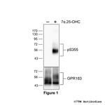 Phospho-GPR183 (Ser355) Polyclonal Antibody