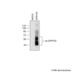 GPR183, Oxysterol Receptor Antibody in Western Blot (WB)
