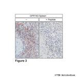 GPR183, Oxysterol Receptor Antibody in Immunohistochemistry (Paraffin) (IHC (P))