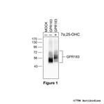 GPR183, Oxysterol Receptor Polyclonal Antibody